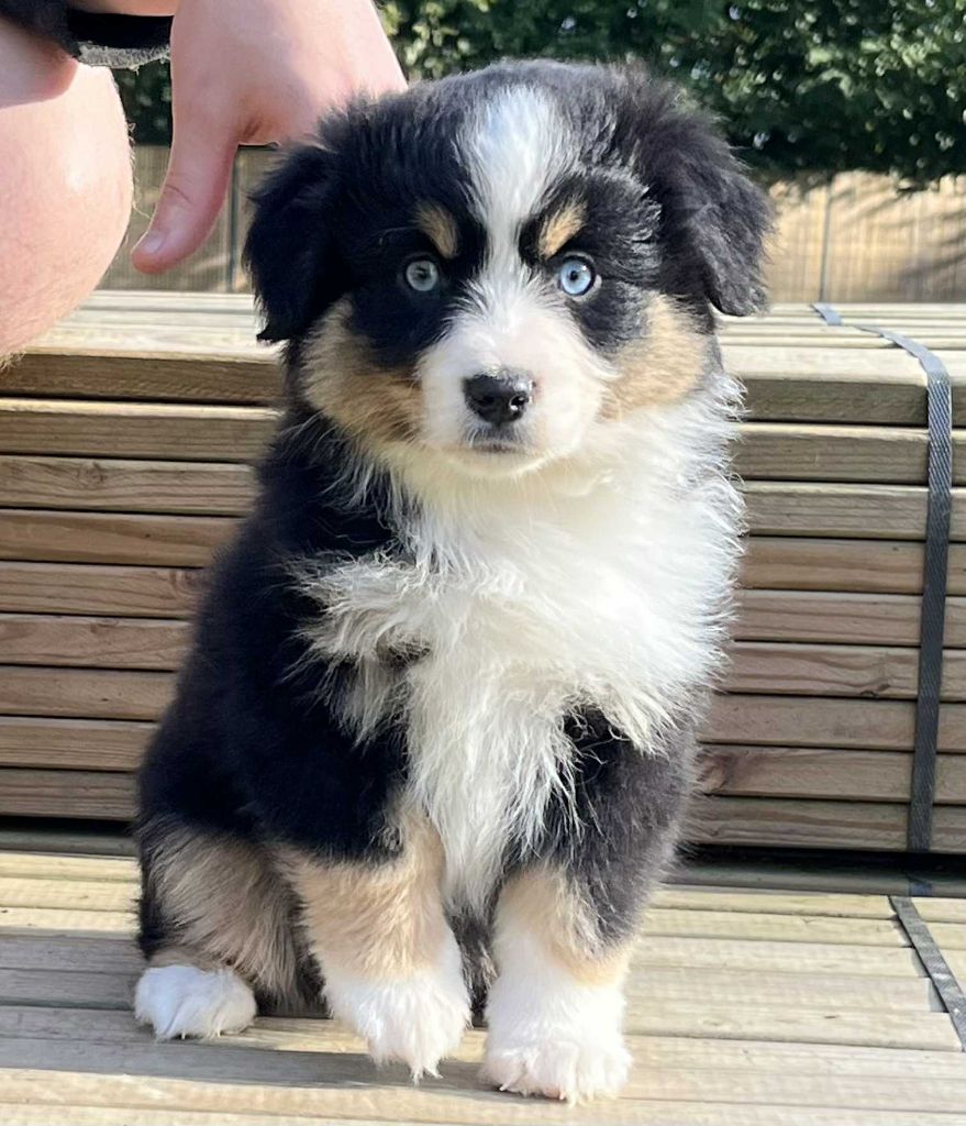 Argonne Of American Little Stars