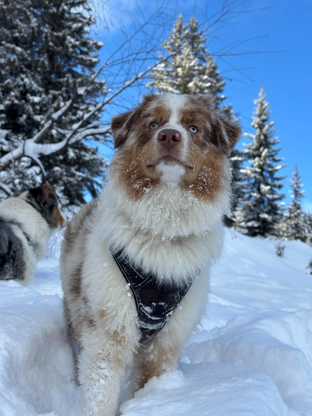 Asko Du Domaine De Nirémione