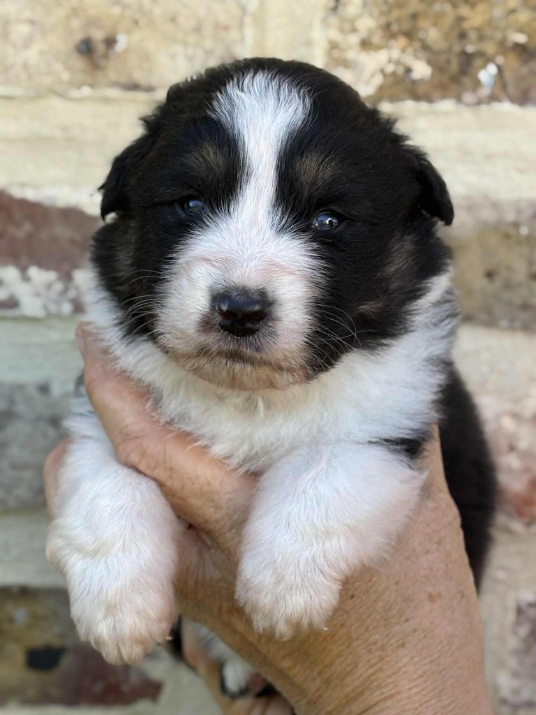 Du Domaine De Nirémione - Chiots disponibles - Berger Australien