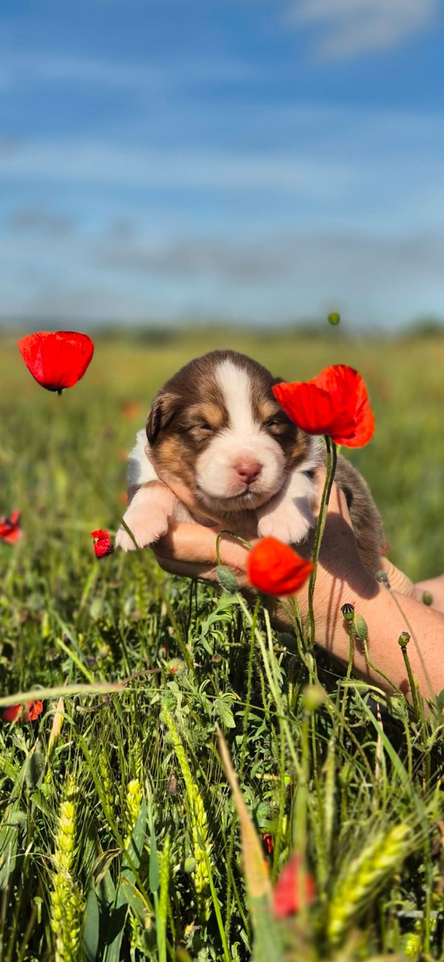 Du Domaine De Nirémione - Chiots disponibles - Berger Australien