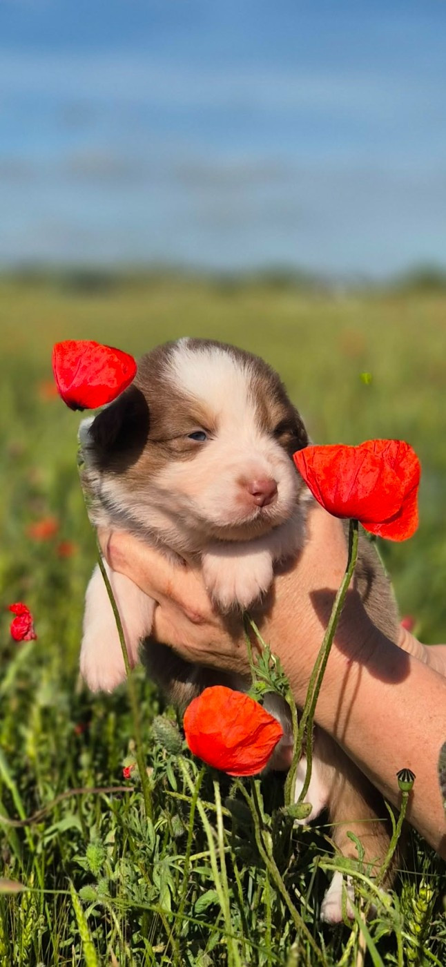 Du Domaine De Nirémione - Chiots disponibles - Berger Australien