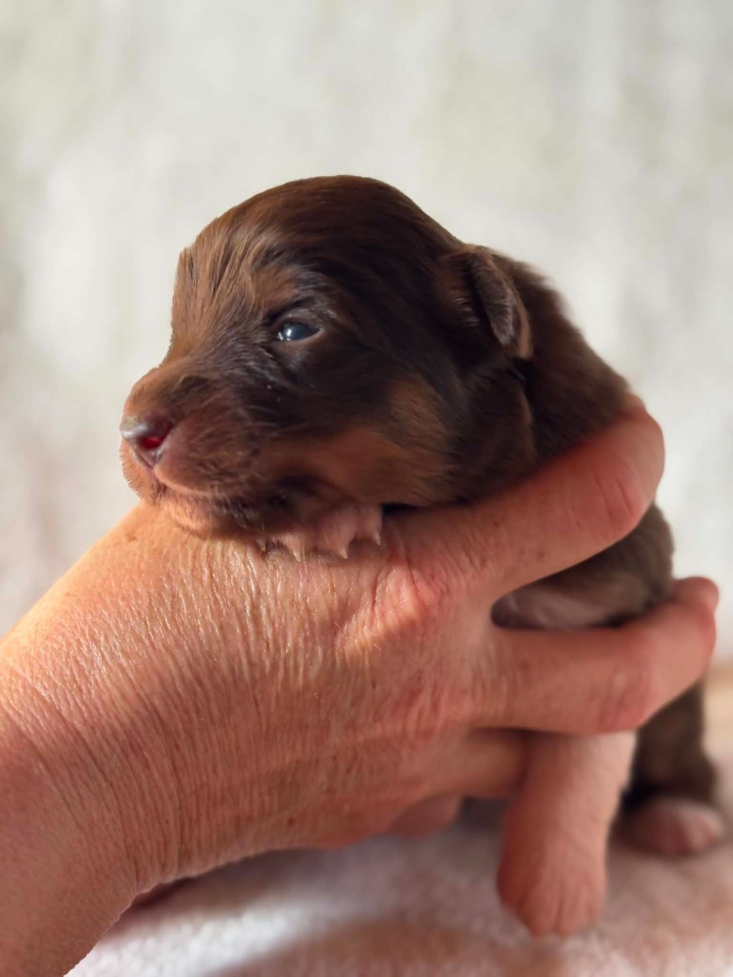 Du Domaine De Nirémione - Chiots disponibles - Berger Australien