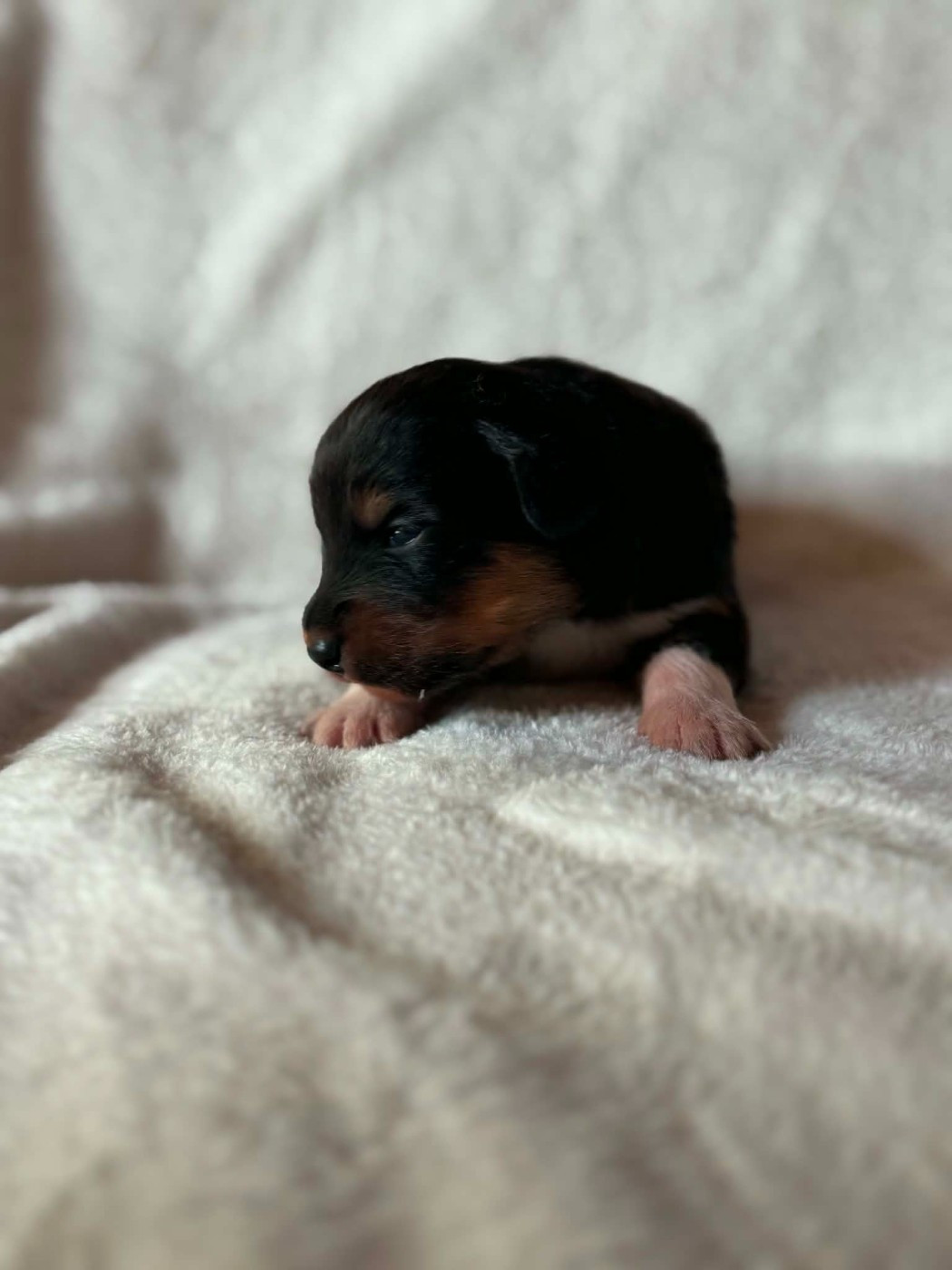 Du Domaine De Nirémione - Chiots disponibles - Berger Australien