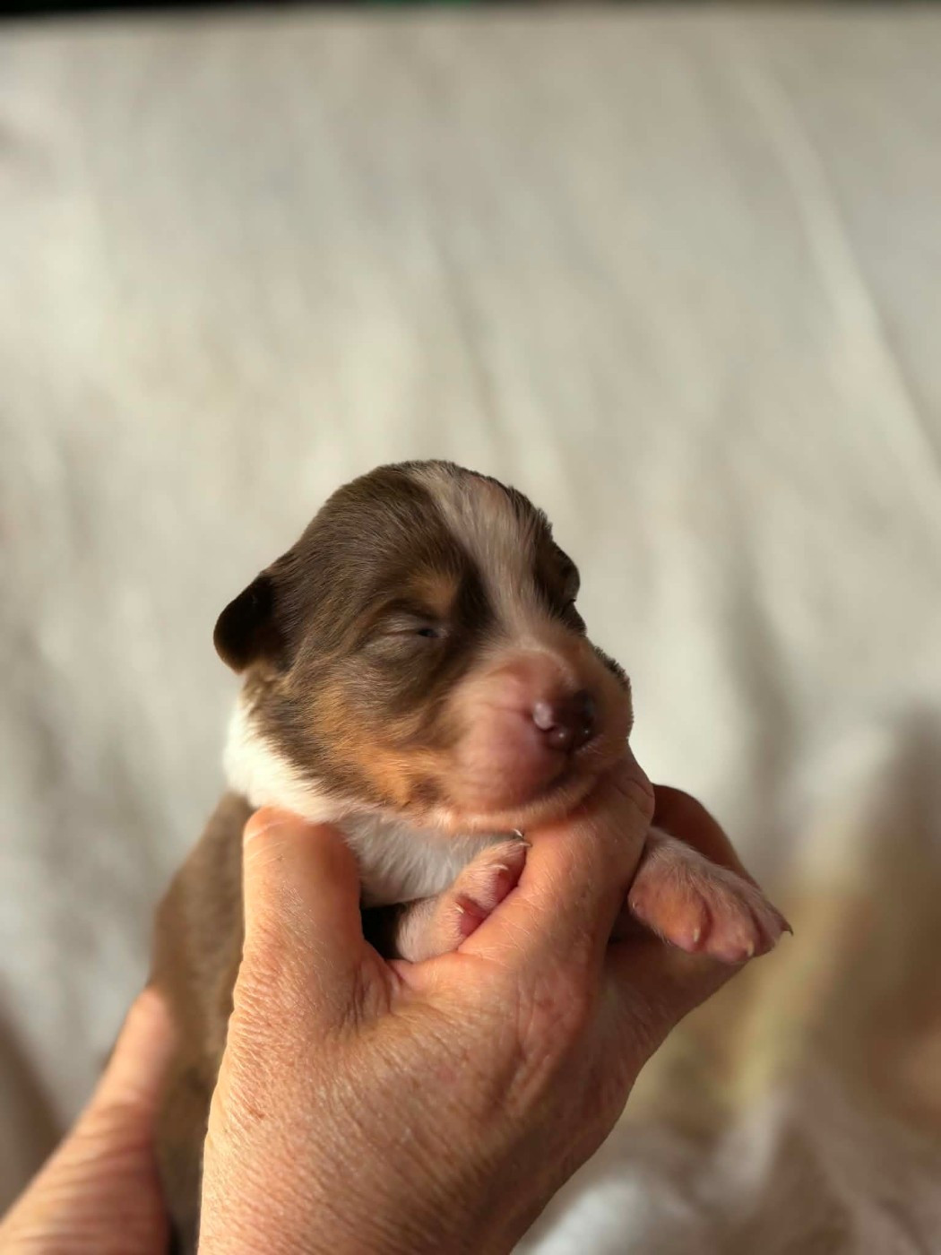 Du Domaine De Nirémione - Chiots disponibles - Berger Australien