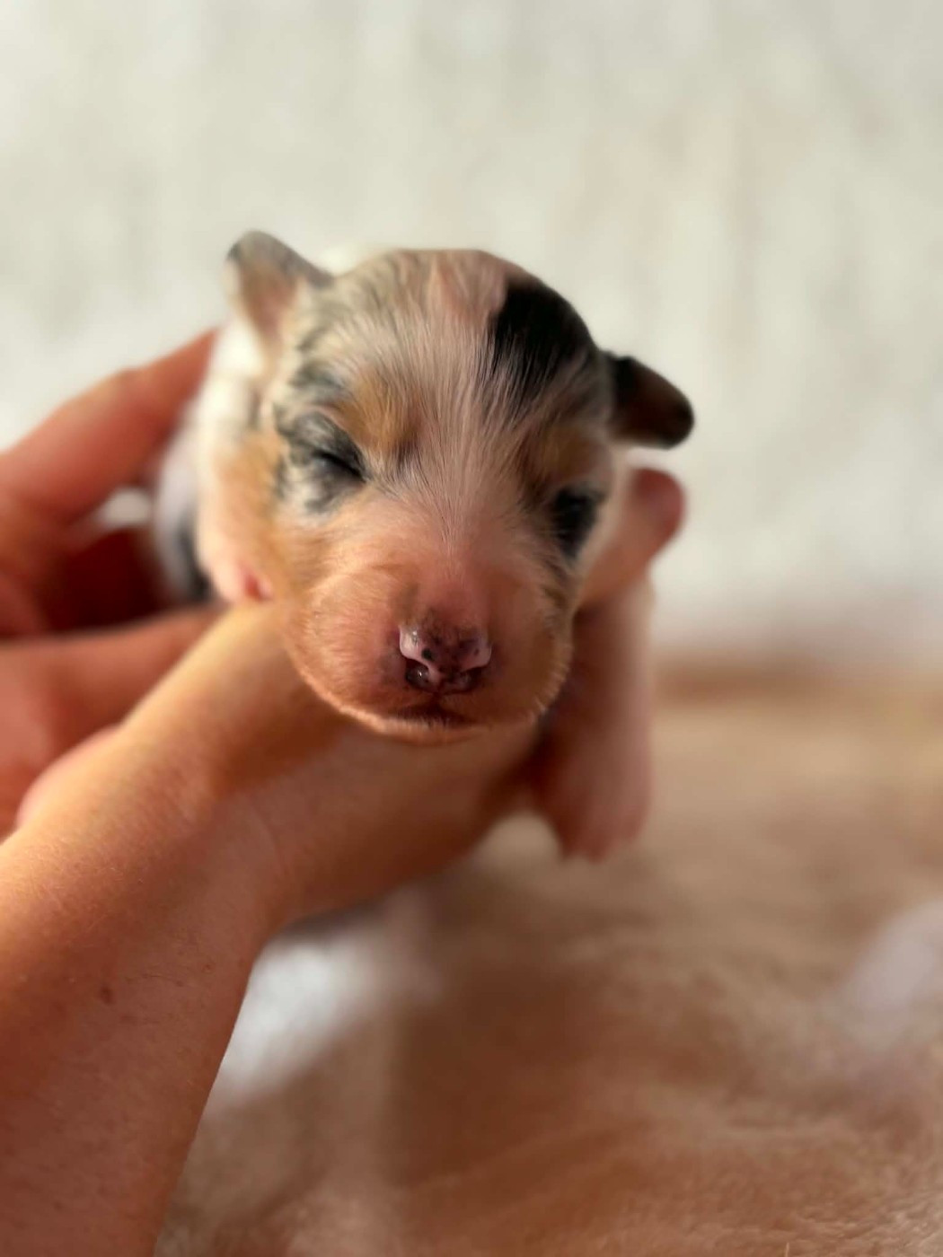 Du Domaine De Nirémione - Chiots disponibles - Berger Australien