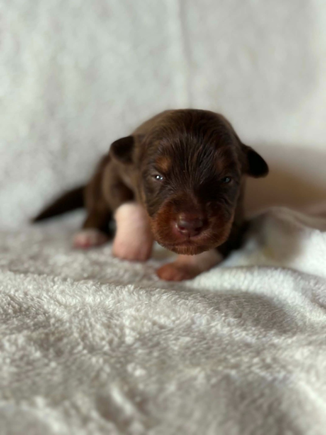 Du Domaine De Nirémione - Chiots disponibles - Berger Australien