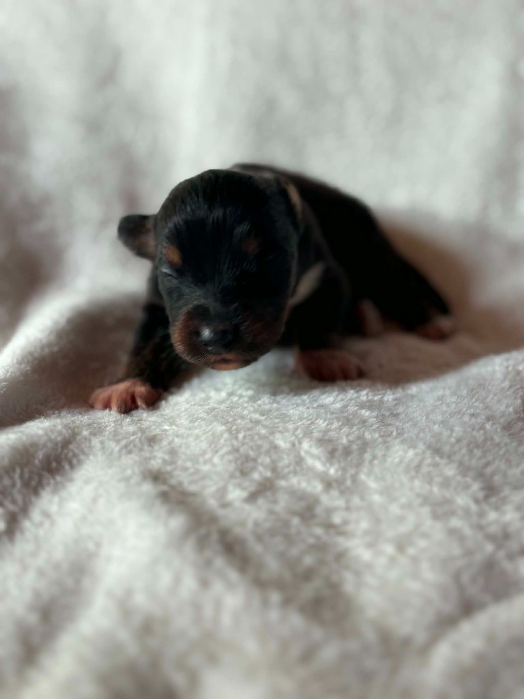 Du Domaine De Nirémione - Chiots disponibles - Berger Australien