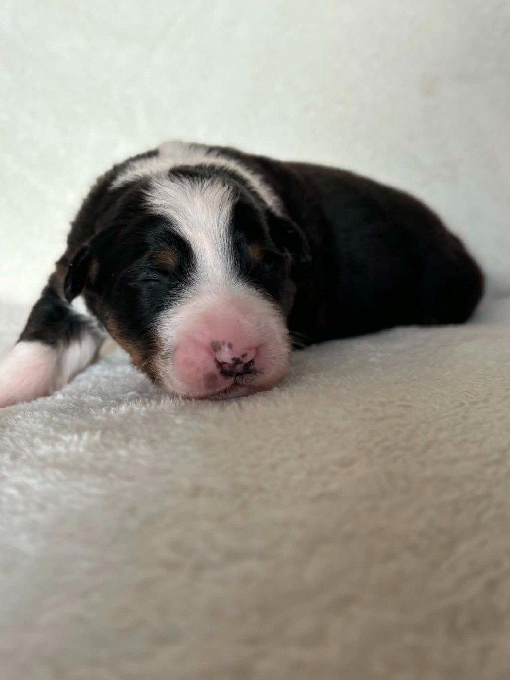 Du Domaine De Nirémione - Chiots disponibles - Berger Australien