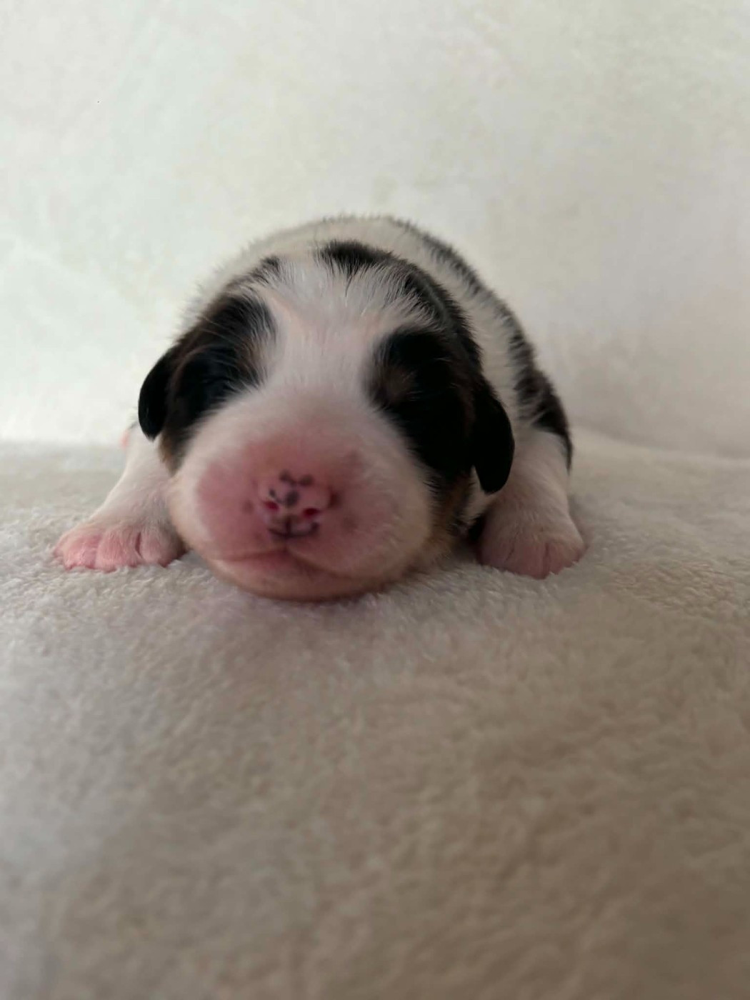 Du Domaine De Nirémione - Chiots disponibles - Berger Australien