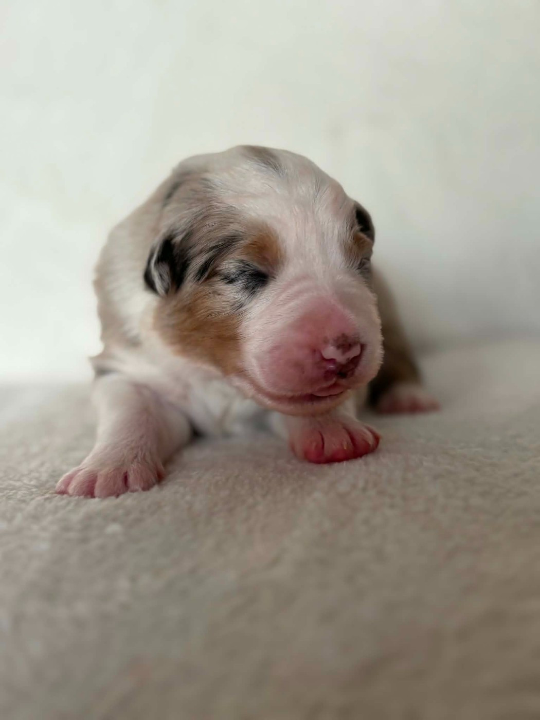 Du Domaine De Nirémione - Chiots disponibles - Berger Australien