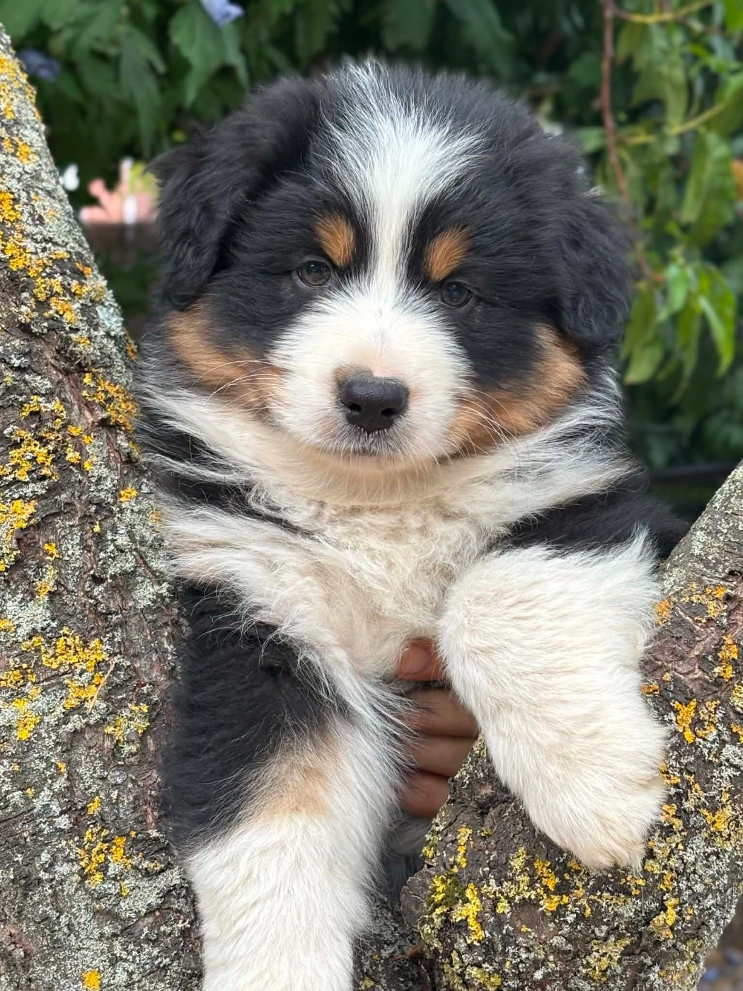 Du Domaine De Nirémione - Chiots disponibles - Berger Australien