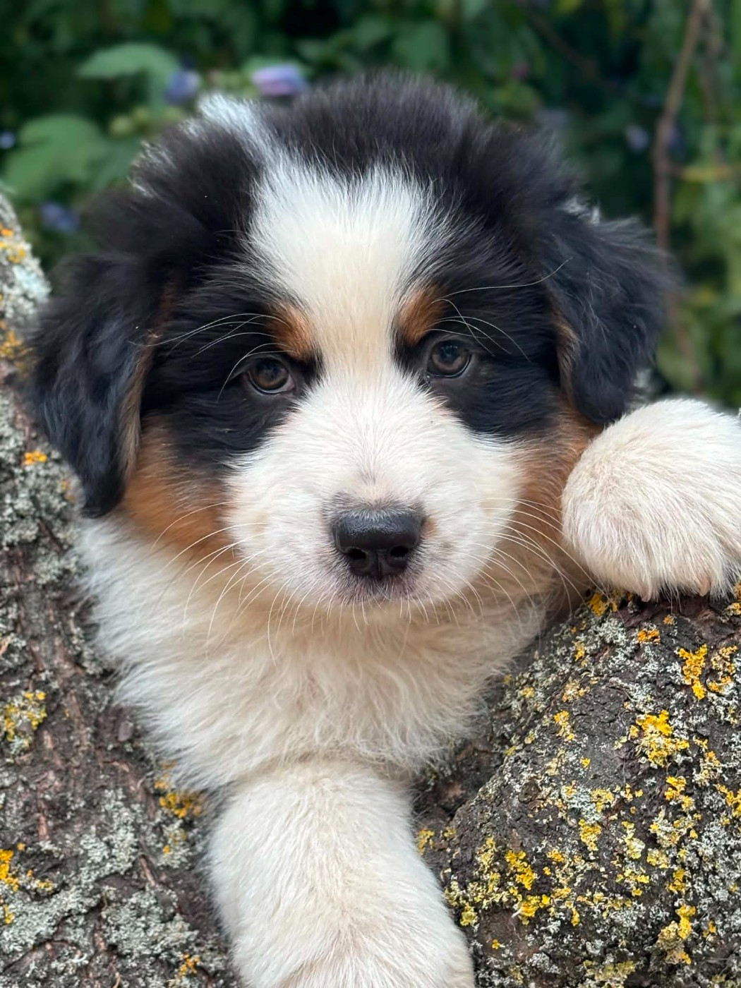 Du Domaine De Nirémione - Chiots disponibles - Berger Australien