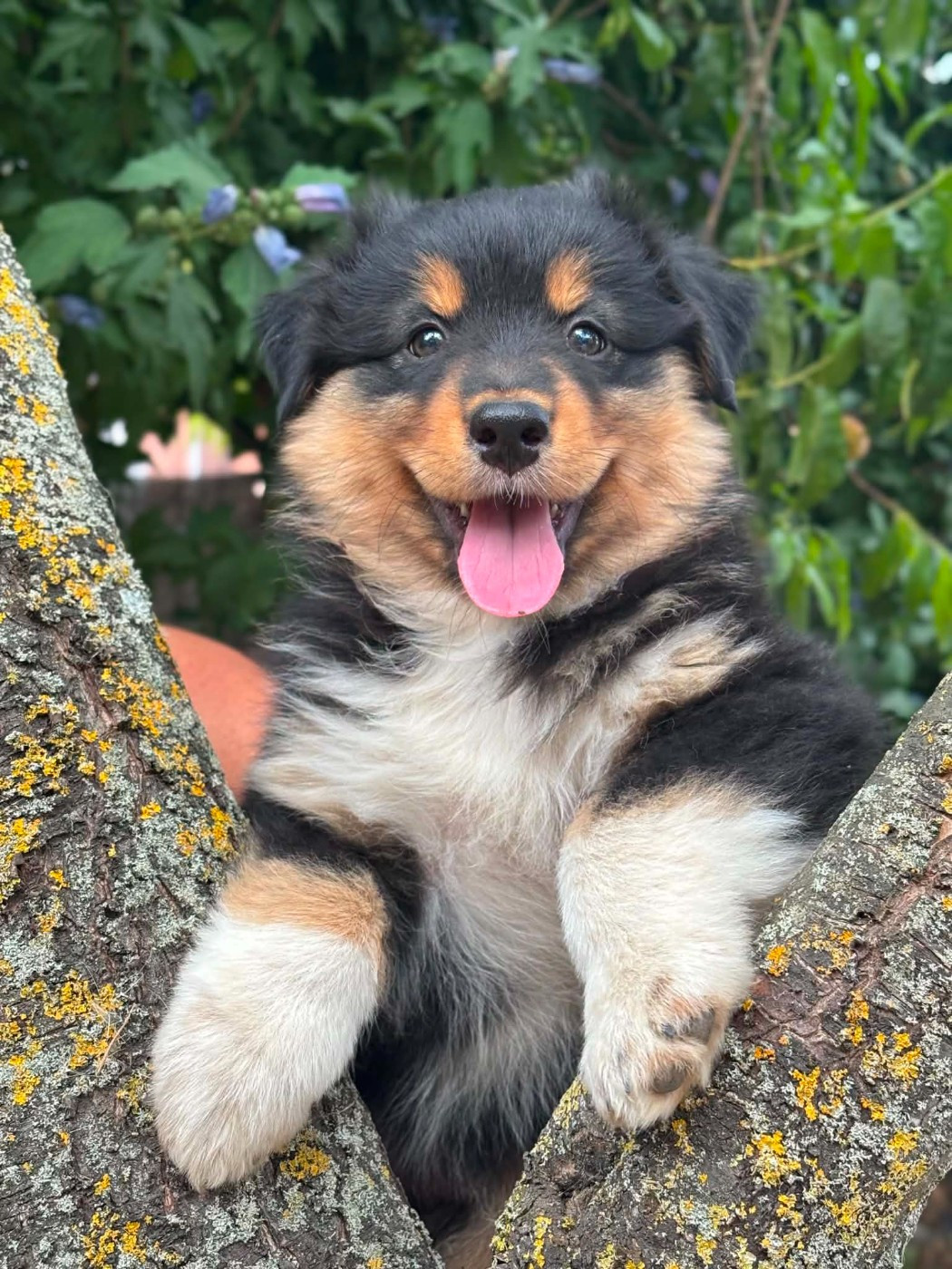 Du Domaine De Nirémione - Chiots disponibles - Berger Australien