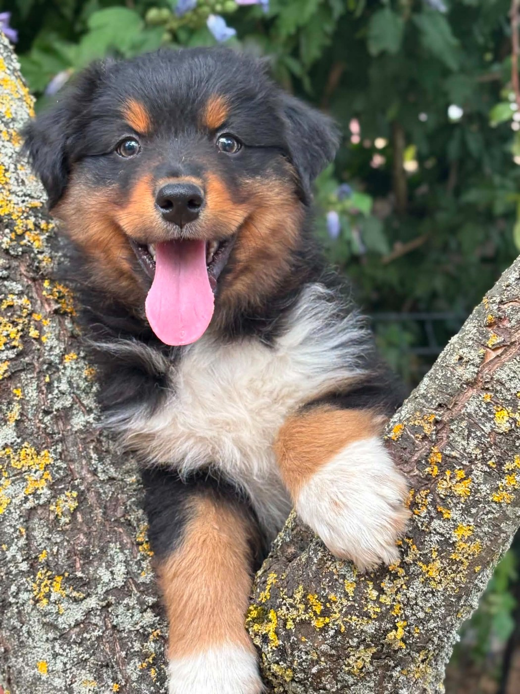 Du Domaine De Nirémione - Chiots disponibles - Berger Australien