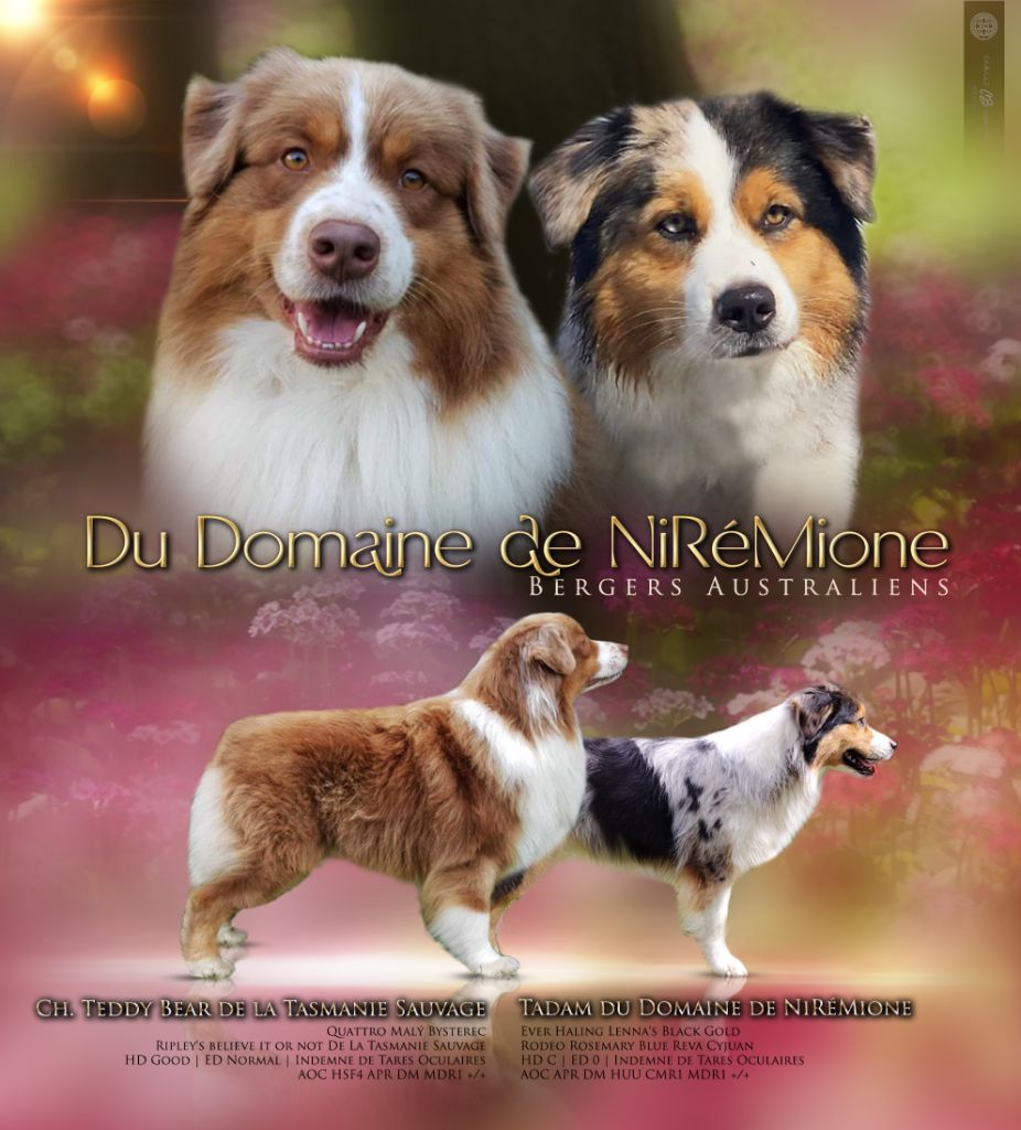 Du Domaine De Nirémione - Berger Australien - Portée née le 11/06/2025