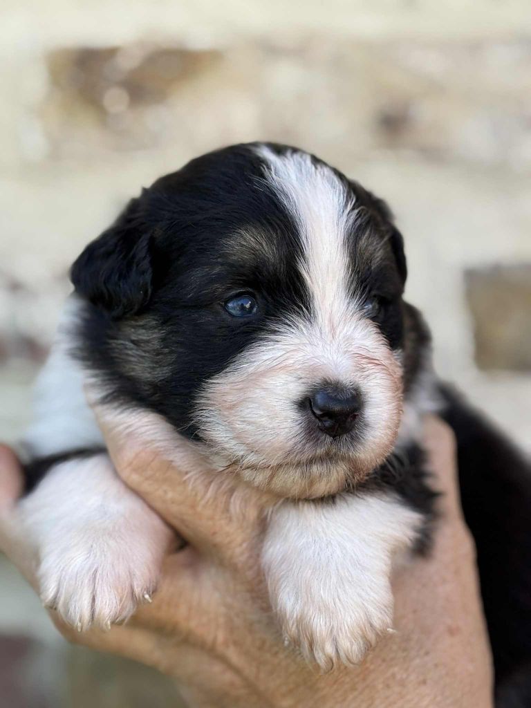 Du Domaine De Nirémione - Chiots disponibles - Berger Australien