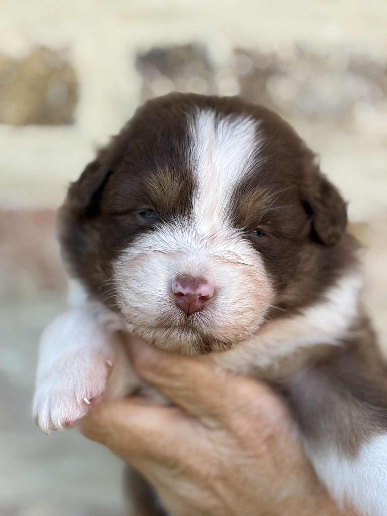 Du Domaine De Nirémione - Chiots disponibles - Berger Australien