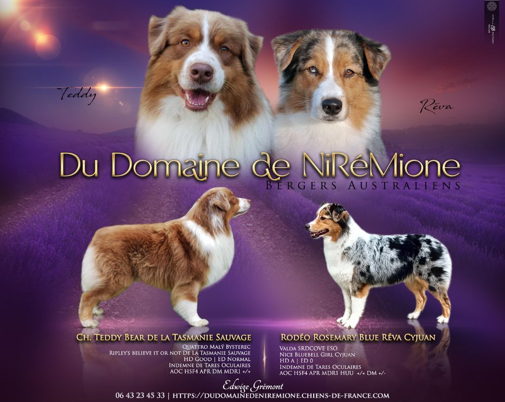 Du Domaine De Nirémione - Berger Australien - Portée née le 11/06/2025