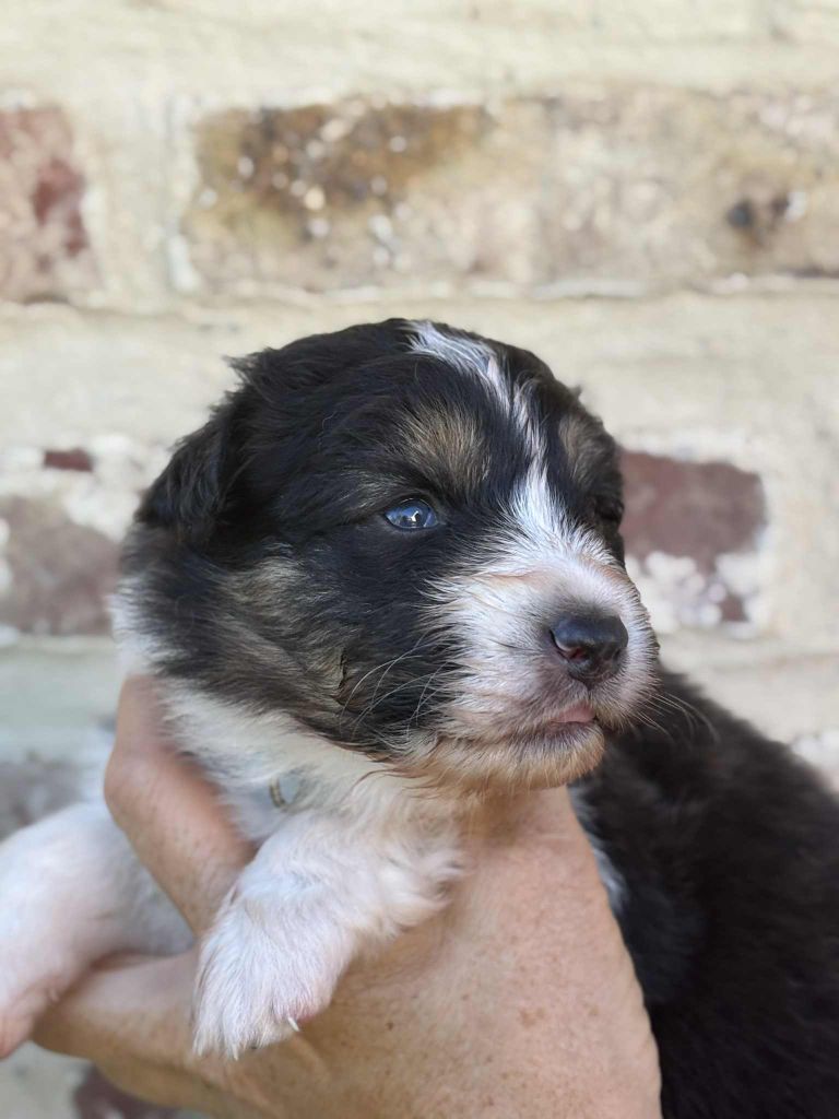 Du Domaine De Nirémione - Chiots disponibles - Berger Australien