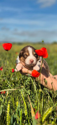 CHIOT 8