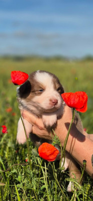 CHIOT 6