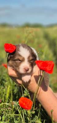 CHIOT 3