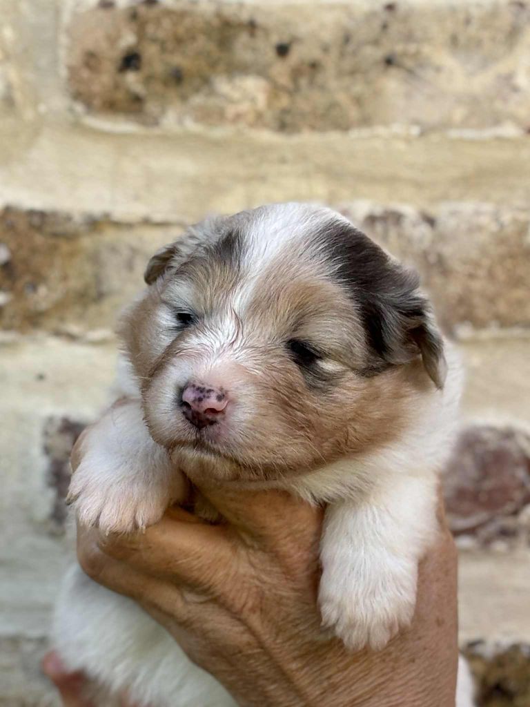 Du Domaine De Nirémione - Chiots disponibles - Berger Australien